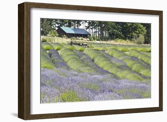 Lavender Hill I-Dana Styber-Framed Photographic Print