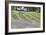 Lavender Hill I-Dana Styber-Framed Photographic Print