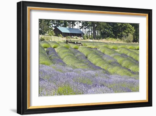 Lavender Hill I-Dana Styber-Framed Photographic Print