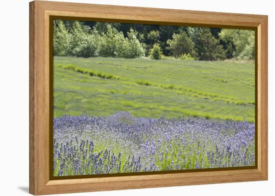 Lavender Hill II-Dana Styber-Framed Premier Image Canvas