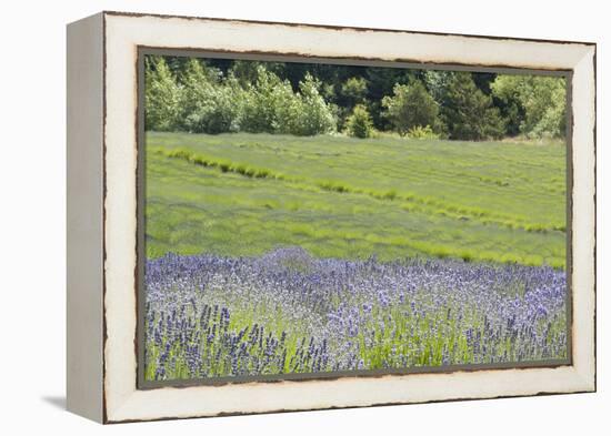 Lavender Hill II-Dana Styber-Framed Premier Image Canvas