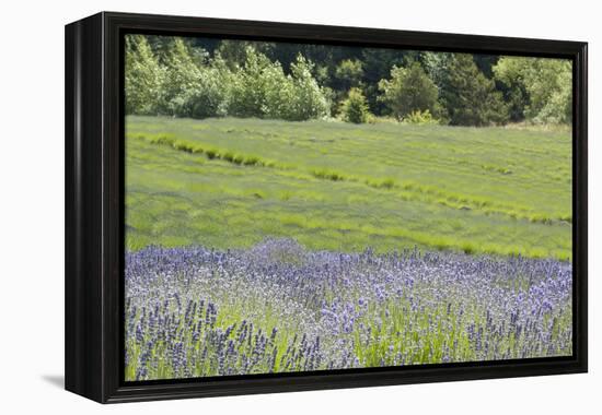 Lavender Hill II-Dana Styber-Framed Premier Image Canvas