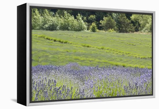 Lavender Hill II-Dana Styber-Framed Premier Image Canvas