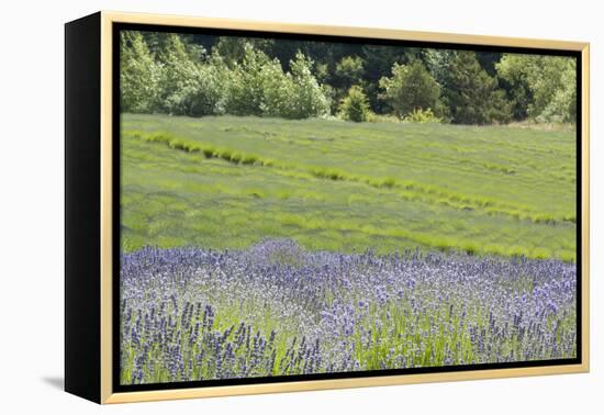 Lavender Hill II-Dana Styber-Framed Premier Image Canvas