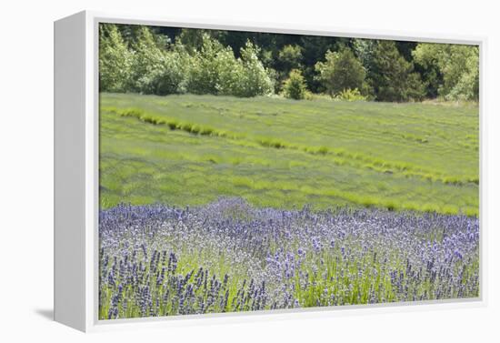 Lavender Hill II-Dana Styber-Framed Premier Image Canvas