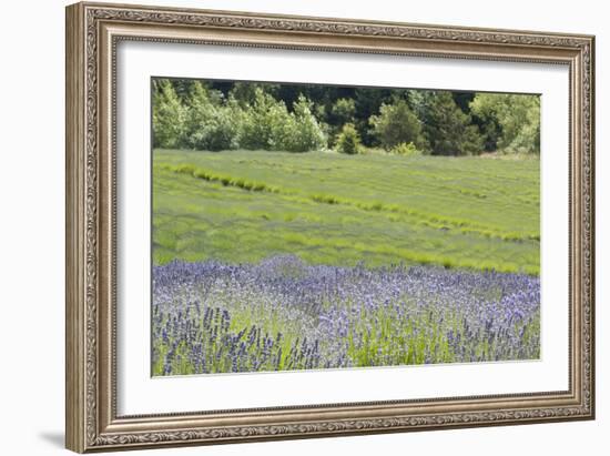 Lavender Hill II-Dana Styber-Framed Photographic Print