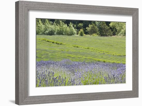 Lavender Hill II-Dana Styber-Framed Photographic Print