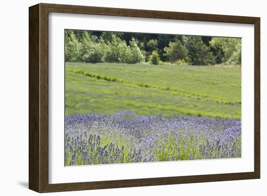 Lavender Hill II-Dana Styber-Framed Photographic Print