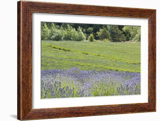 Lavender Hill II-Dana Styber-Framed Photographic Print