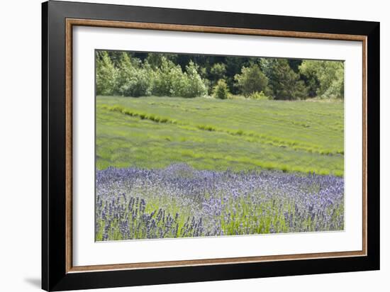 Lavender Hill II-Dana Styber-Framed Photographic Print