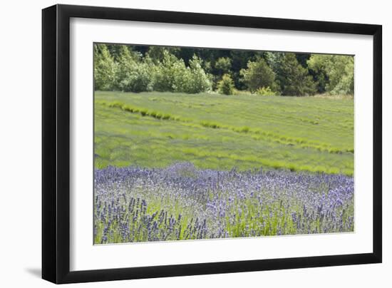 Lavender Hill II-Dana Styber-Framed Photographic Print