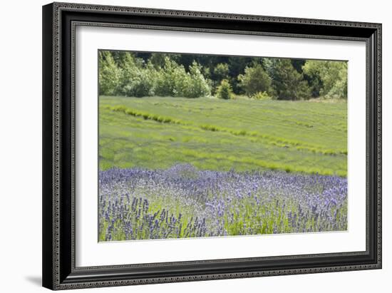 Lavender Hill II-Dana Styber-Framed Photographic Print