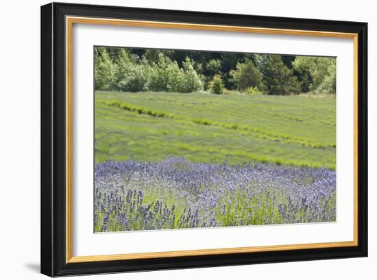 Lavender Hill II-Dana Styber-Framed Photographic Print