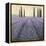 Lavender Horizon Detail-James Wiens-Framed Stretched Canvas