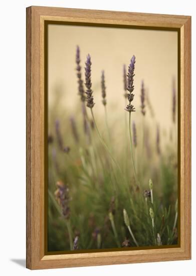 Lavender I-Karyn Millet-Framed Premier Image Canvas