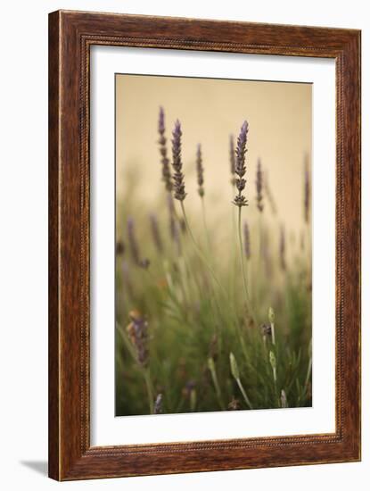 Lavender I-Karyn Millet-Framed Photographic Print