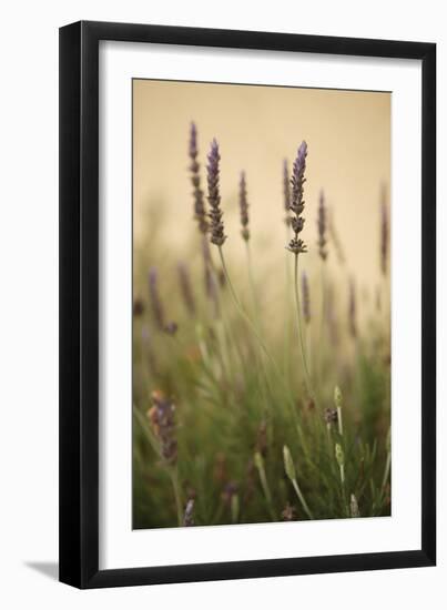 Lavender I-Karyn Millet-Framed Photographic Print