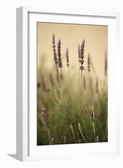 Lavender I-Karyn Millet-Framed Photographic Print