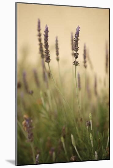 Lavender I-Karyn Millet-Mounted Photographic Print