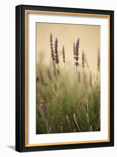 Lavender I-Karyn Millet-Framed Photographic Print