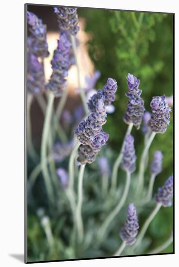 Lavender II-Karyn Millet-Mounted Photographic Print