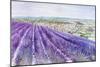 Lavender II-Li Bo-Mounted Giclee Print