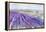 Lavender II-Li Bo-Framed Premier Image Canvas