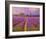 Lavender III-Chris Vest-Framed Art Print