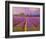 Lavender III-Chris Vest-Framed Art Print