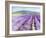 Lavender III-Li Bo-Framed Giclee Print