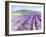 Lavender III-Li Bo-Framed Giclee Print