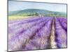 Lavender III-Li Bo-Mounted Giclee Print