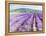 Lavender III-Li Bo-Framed Premier Image Canvas