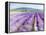 Lavender III-Li Bo-Framed Premier Image Canvas