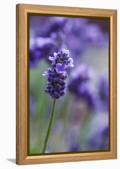 Lavender in the Backyard, Keizer, Oregon, USA-Rick A Brown-Framed Premier Image Canvas