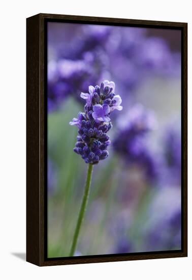 Lavender in the Backyard, Keizer, Oregon, USA-Rick A Brown-Framed Premier Image Canvas