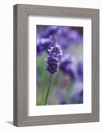 Lavender in the Backyard, Keizer, Oregon, USA-Rick A Brown-Framed Photographic Print