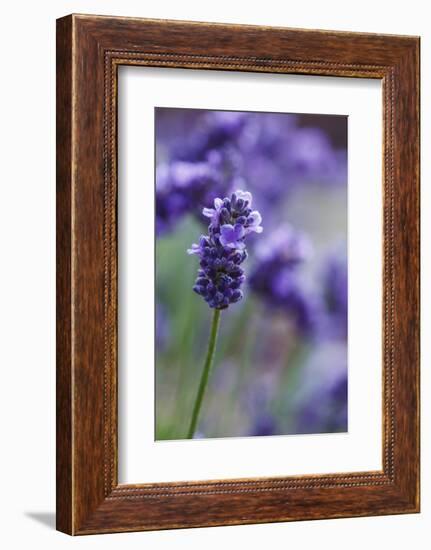 Lavender in the Backyard, Keizer, Oregon, USA-Rick A Brown-Framed Photographic Print