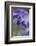 Lavender in the Backyard, Keizer, Oregon, USA-Rick A Brown-Framed Photographic Print