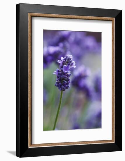 Lavender in the Backyard, Keizer, Oregon, USA-Rick A Brown-Framed Photographic Print