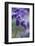 Lavender in the Backyard, Keizer, Oregon, USA-Rick A Brown-Framed Photographic Print