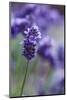 Lavender in the Backyard, Keizer, Oregon, USA-Rick A Brown-Mounted Photographic Print