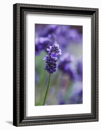 Lavender in the Backyard, Keizer, Oregon, USA-Rick A Brown-Framed Photographic Print