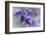 Lavender in the Backyard, Keizer, Oregon, USA-Rick A Brown-Framed Photographic Print