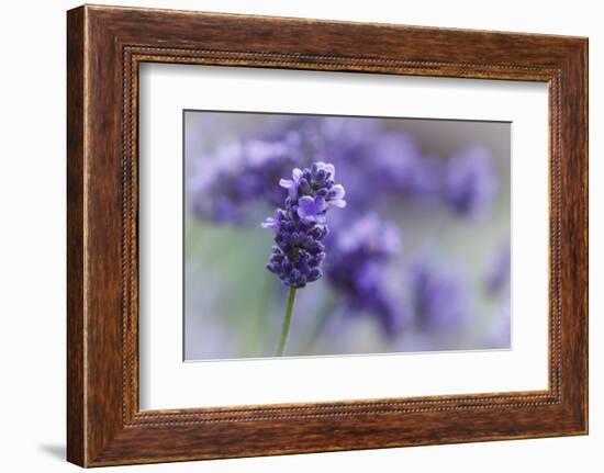 Lavender in the Backyard, Keizer, Oregon, USA-Rick A Brown-Framed Photographic Print