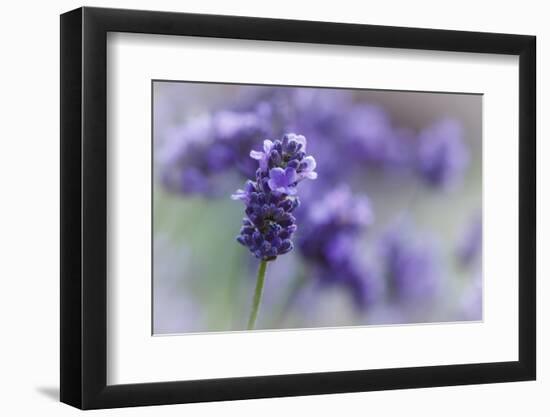 Lavender in the Backyard, Keizer, Oregon, USA-Rick A Brown-Framed Photographic Print