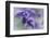 Lavender in the Backyard, Keizer, Oregon, USA-Rick A Brown-Framed Photographic Print