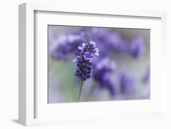 Lavender in the Backyard, Keizer, Oregon, USA-Rick A Brown-Framed Photographic Print