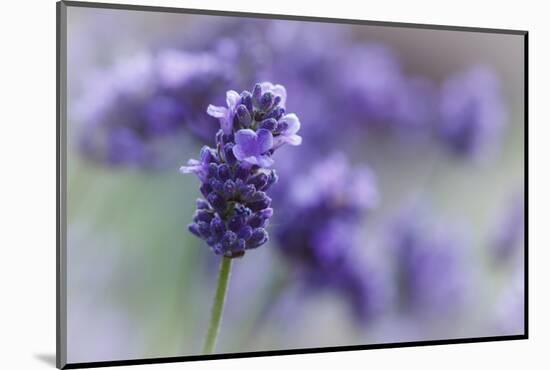 Lavender in the Backyard, Keizer, Oregon, USA-Rick A Brown-Mounted Photographic Print