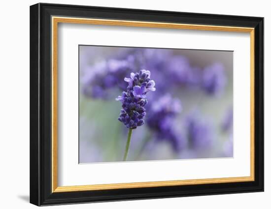 Lavender in the Backyard, Keizer, Oregon, USA-Rick A Brown-Framed Photographic Print